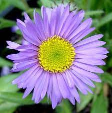 Pin By Staci Lyons On Flowers Plants Flowers Feed Flowers Nature