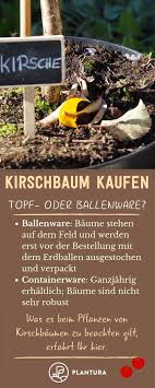 Kirschbaum Pflanzen Anleitung Tipps Vom Profi Plantura Kirschbaum Pflanzen Pflanzen Kirschbaum