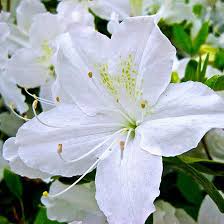 Types of white flowers names. Top 25 Most Beautiful White Flowers