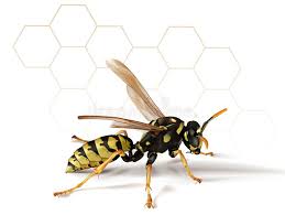 Black And White Wasp Like Insect Uk Paper Wasp Vector Of A Macro Paper Wasp Or Umbrella Wasp In Profile On White Aff Macro Umbrella Profile Paper Wasp Ad Wasp Image Paper Bee