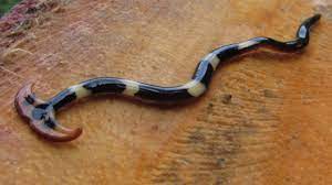 The worms possess no anus; Hammerhead Worm Flat Head Worm With Neurotoxin Venom