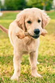 Check spelling or type a new query. Fluffy Golden Retriever Puppies Golden Retriever Retriever Puppy Retriever