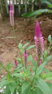 Image result for Celosia argentea