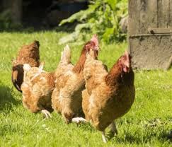 Quelle Poule Acheter Guide Pour Elever Des Poules Dans Son Jardin Elever Des Poules Poule Poule Pondeuse