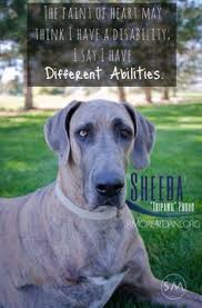 Great dane puppies colorado rescue. Rocky Mountain Great Dane Rescue Inc Rmgdri Profile Pinterest