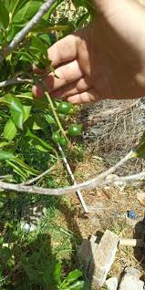 Image result for Pittosporum abyssinicum