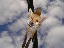 Respuesta:don't worry, it's a simple program to use. Fox Dead Don T Worry It S Legal Here They Re Pests Ph Flickr