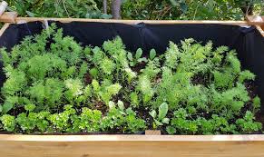 Mein sohn hat mir erzählt, dass die klasse morgen einen test schreibt. Hochbeet Mit Krautern Bepflanzen Pflanzenauswahl Und Pflegetipps