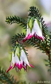 Cranbrook Bell Darwinia Meeboldii Endemic To The South West Of Western Australia Unusual Flowers Beautiful Flowers Unique Flowers