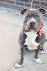 Check spelling or type a new query. Pin On Cute Bit Of Fluff