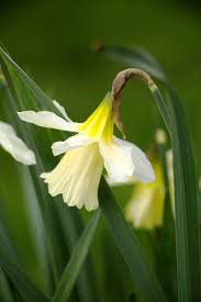 Narcissus W P Milner Avon Bulbs In 2020 Narcissus Planting Bulbs Daffodil Flower