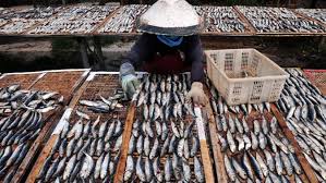 Gambar ikan pari, majalahhewan.com | ikan peh atau ikan pari merupakan salah satu hewan laut yang termasuk dari jenis ikan laut.ikan pari dalam bahasa inggris disebut dengan ray, ikan pari pada umumnya berbentuk pipih dan ada sekitar 560 spesies dan tergolong dalam 13 keluraga atau famili. Ada Bahaya Di Balik Kenikmatan Ikan Asin Health Liputan6 Com
