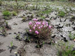 Image result for Xylia torreana