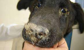 Distemper In Pets What You Need To Know The Animal Medical Center