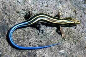 Some specimens can be nearly completely black while on others the yellow is dominant. Five Lined Skink The Parody Wiki Fandom