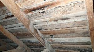 Check spelling or type a new query. How To Get Rid Of White Mold On Wood Plants Basement