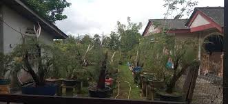 Beliau mendakwa bonsai yang dimilikinya klasik dan bernilai tinggi. Bonsai Cucur Atap Home Facebook
