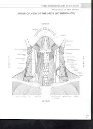 Download Best Of Netters Anatomy Coloring Book Sugar And Spice