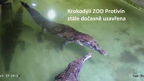 V kleci řádí jako lev utržený ze řetězu, v soukromém životě je ale mma zápasník karlos vémola (35) něžným chovatelem. Krokodyli Zoo Protivin Beitrage Facebook