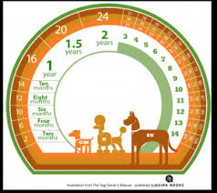 As you can see, this formula is pretty complex, so it can be useful to plug in your dog's age to an automatic calculator programmed with this formula, like the one here. What S Your Dog S Age In Human Years Dinbeat
