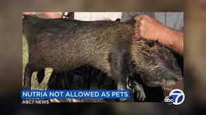 After playing the sac bee game of trying to unsubscribe, i found an easier way. No Pet Nutria California Moves To Ban The Invasive Rodent Abc7 San Francisco