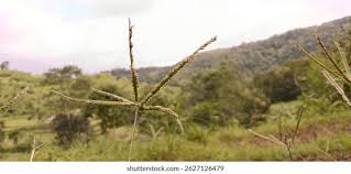 Image result for Eustachys paspaloides