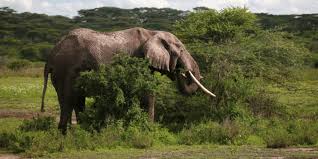 Endangered beautiful african safari animals. Africa Forest Elephant Now Critically Endangered Afrik 21