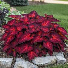 Image result for Coleus hereroensis