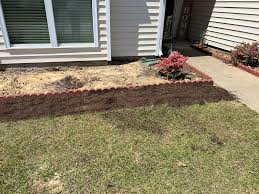 Image result for Syncolostemon elliottii