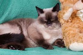 Often, this is caused by problems with the cat's food. Excessive Thirst In Cats Cat Appy