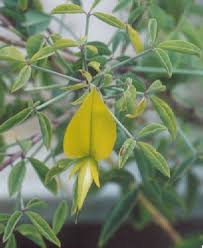 Image result for Crotalaria agatiflora