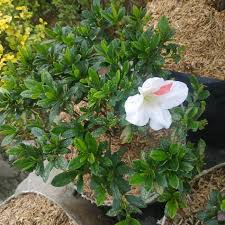 Yang menarik dari bunga azalea adalah ia termasuk tanaman semak berbunga, sehingga ketika tidak berbunga sekalipun, ia akan tetap tumbuh indah dengan dedaunannya yang rimbun. Jual Bunga Azalea Putih Kab Bandung Barat Rinjaniflorist Tokopedia