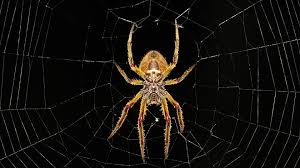 You need to show more cooperation. Spiders Dream Meaning And Symbolism Dream Glossary And Dictionary