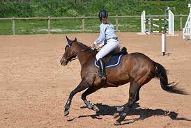 Voir plus d'idées sur le thème sport equestre, équestre, sport. Hippisme Ville De Geneve Site Officiel