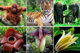 Berbagai kumpulan contoh ragam hias flora fauna beserta dengan penjelasan, jenis jenis, geometris, figuratif, beserta dengan gambarnya. 56 Gambar Flora Dan Fauna Di Negara Mesir