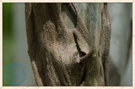 Image result for Cordia monoica