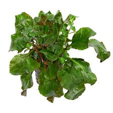 Image result for Floscopa glomerata