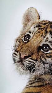 Animals Wallpaper Iphone Animaux Mignons Animaux Animaux Sauvages