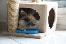 Aider Son Lapin A Lutter Contre La Canicule Les Petits Lapins