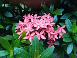 Discover the symbolism behind your favorite flowers and learn about them, their meaning and their importance to. Ashoka The Flower Is Associated With Love And Sancity Steemit