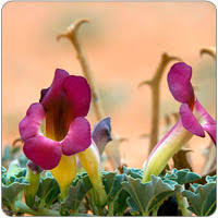 Image result for Harpagophytum procumbens