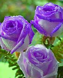 Sketsa gambar bunga yang mudah untuk ditirukan. Bunga Cantik Mawar Ungu Facebook