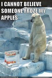 Pin By Rayetta Haskin On Animals Funny Bears Animal Captions Funny Animals
