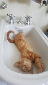 En Garip Sekilde Uyuyan 23 Minnos Kedi Goruntuler Ile Kedi Cute Kittens Tekir Kediler