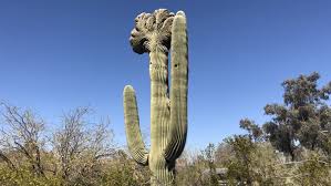 What Is A Crested Saguaro Learn More About Cristates In Arizona 12news Com
