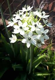 Image result for Ornithogalum