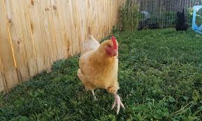 Chickens should be kept outdoors in a coop or shed. Quiet Chickens These Breeds Are Great For Backyards Hobby Farms