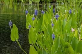 Image result for Pontederiaceae