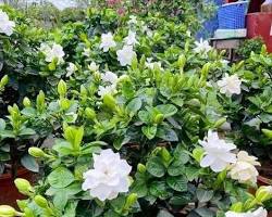 Hình ảnh về Hoa cây Thiên Hương