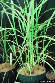 Image result for Rottboellia cochinchinensis